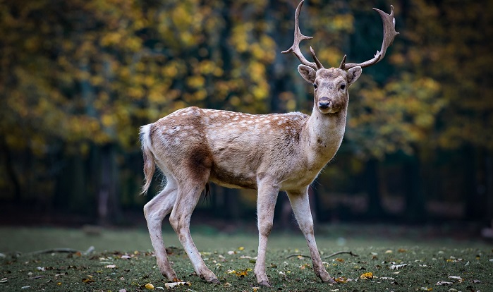Biblical Meaning Of Deer In Dreams – Interpretation And Meaning