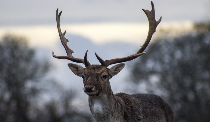 Biblical Meaning Of Deer In Dreams Interpretation And Meaning Dream