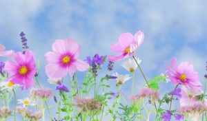 Dreams About Flowers – Meaning and Interpretation - Dream Astro Meanings