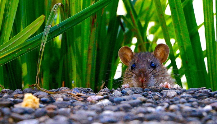 Dreams About Rats Interpretation And Meaning Dream Astro Meanings