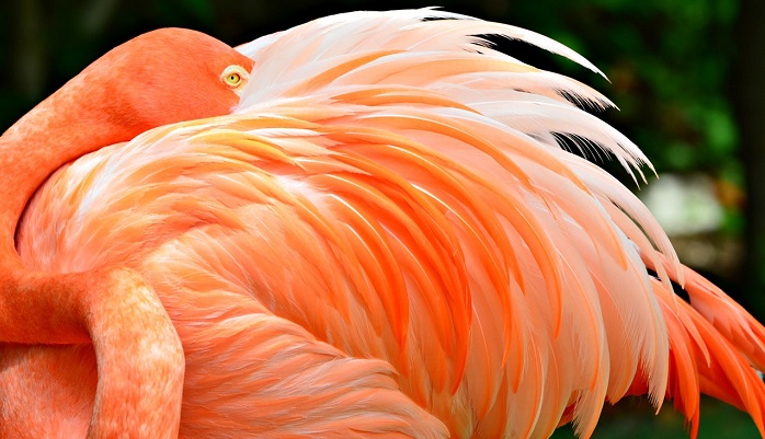 Flamingo – Spirit Animal, Totem, Symbolism and Meaning