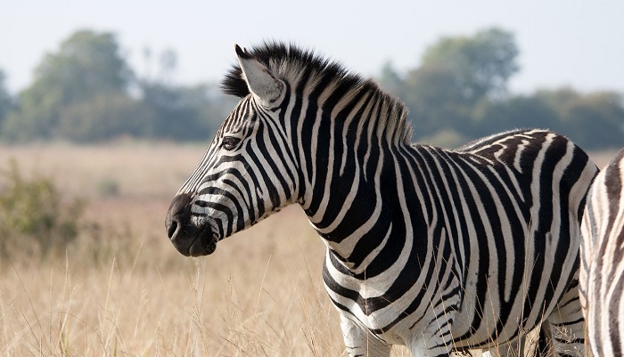 Zebra Spirit Animal Totem Symbolism And Meaning