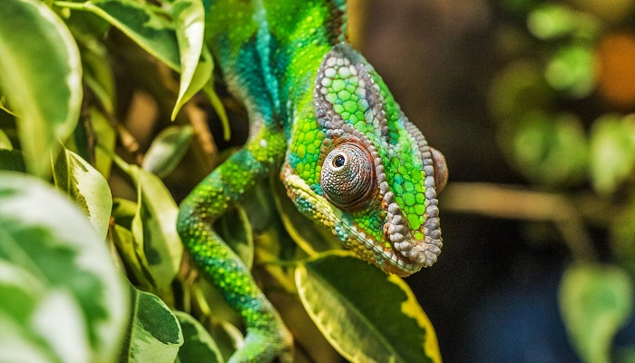 Chameleon – Spirit Animal, Totem, Symbolism and Meaning - Dream Astro