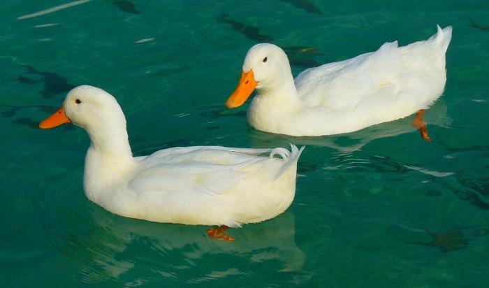 dreams-about-ducks-interpretation-and-meaning-dream-astro-meanings