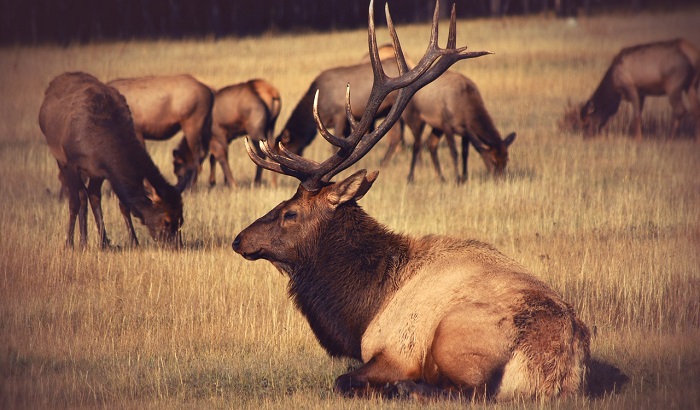 Elk Spirit Animal, Totem, Symbolism and Meaning