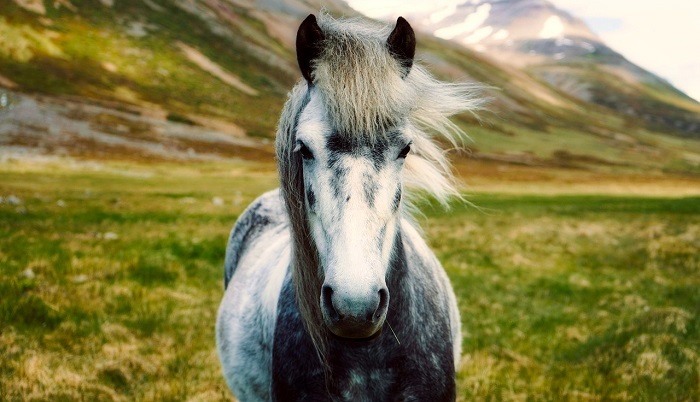 Horse – Spirit Animal, Totem, Symbolism and Meaning