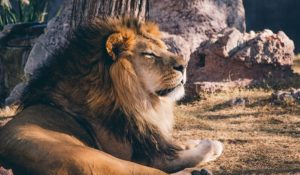 Lion – Spirit Animal, Totem, Symbolism And Meaning - Dream Astro Meanings