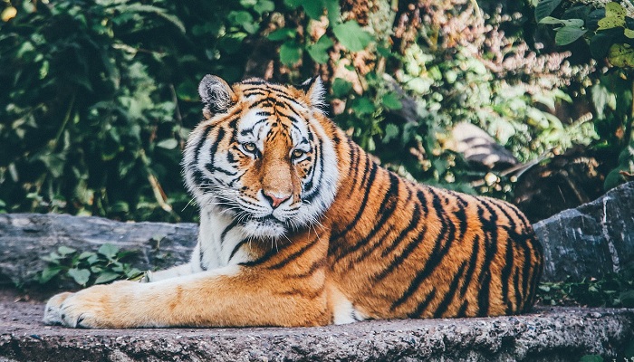 tiger spiritual meaning