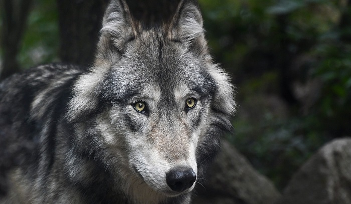 Wolf – Spirit Animal, Totem, Symbolism and Meaning