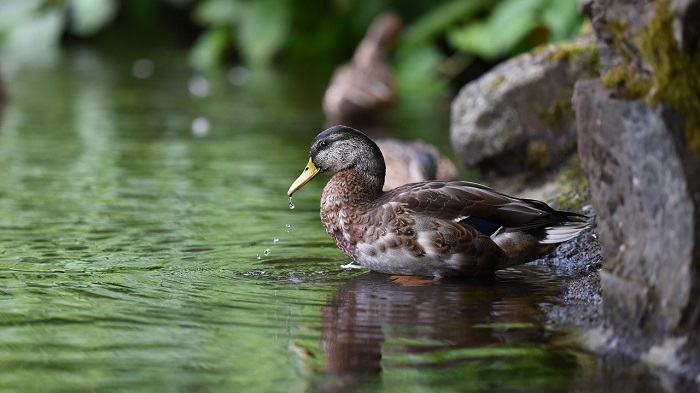 Duck – Spirit Animal, Totem, Symbolism and Meaning