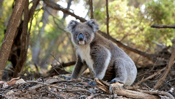 Koala – Spirit Animal, Totem, Symbolism and Meaning