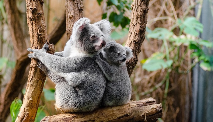 Koala – Spirit Animal, Totem, Symbolism and Meaning - Dream Astro Meanings