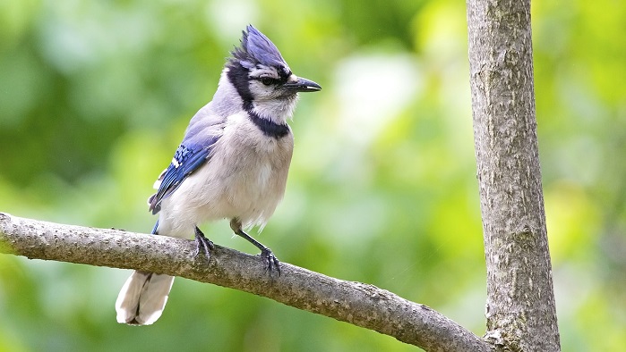 Blue jay totem meaning