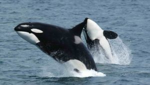 Dreams About Killer Whales – Meaning and Interpretation - Dream Astro