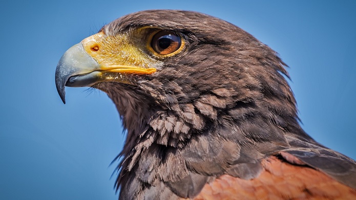 Hawk Spirit Animal Totem Symbolism And Meaning