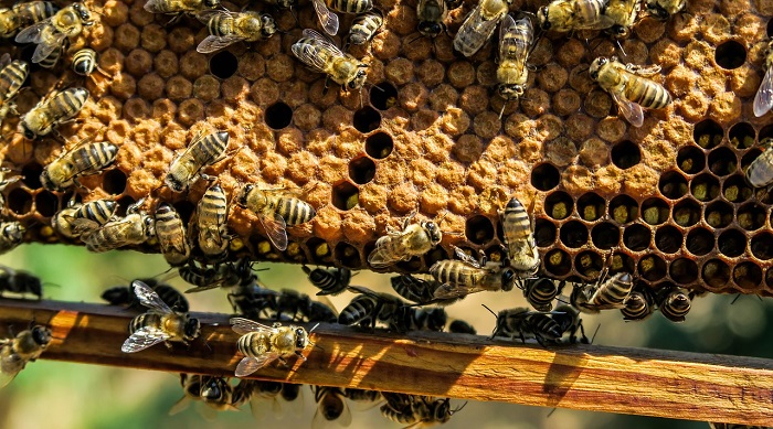 Honey Bee Nest In House Is Good Or Bad