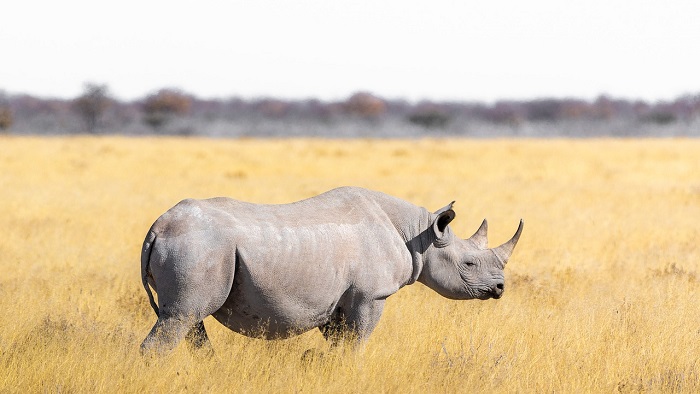 Rhino – Spirit Animal, Totem, Symbolism and Meaning