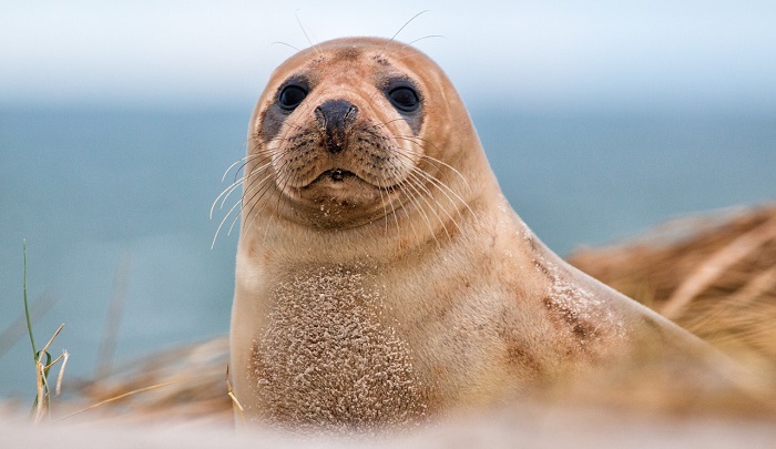 Seal Spirit Animal Totem Symbolism And Meaning Dream Astro Meanings