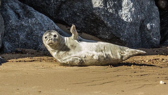 seal-spirit-animal-totem-symbolism-and-meaning-dream-astro-meanings