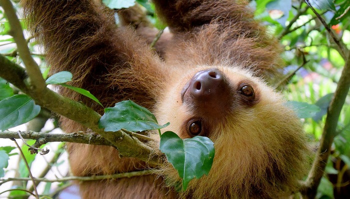 Sloth – Spirit Animal, Totem, Symbolism and Meaning