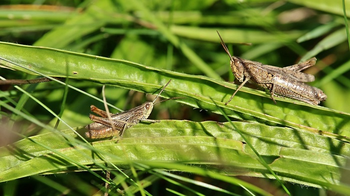 Are Grasshoppers Good Luck