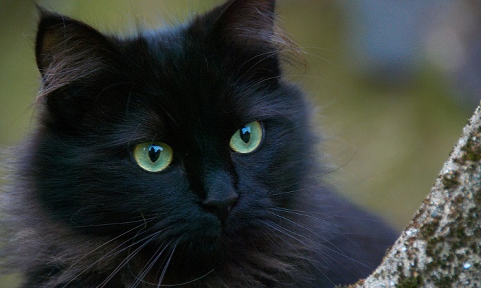 Black Cat in Dream Meaning and Symbolism