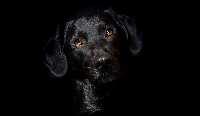 Black Dog – Dream Meaning and Symbolism - Dream Astro Meanings
