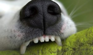 Dog Bite – Dream Meaning and Interpretation