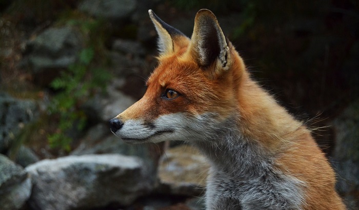 Spiritual Meaning Of Fox Crossing Your Path Dream Astro Meanings