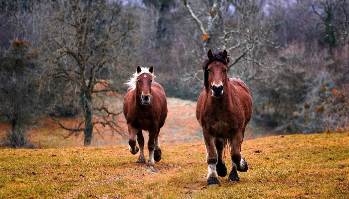 10 Animals That Symbolize And Represent Strength Dream Astro Meanings