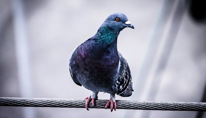 10 Birds That Bring Good Luck Dream Astro Meanings