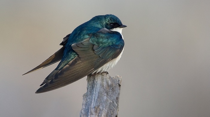 10-birds-that-bring-good-luck-dream-astro-meanings