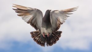 Bird Poop – Good Luck, Superstition - Dream Astro Meanings