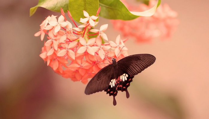 Brown Butterfly Meaning And Symbolism