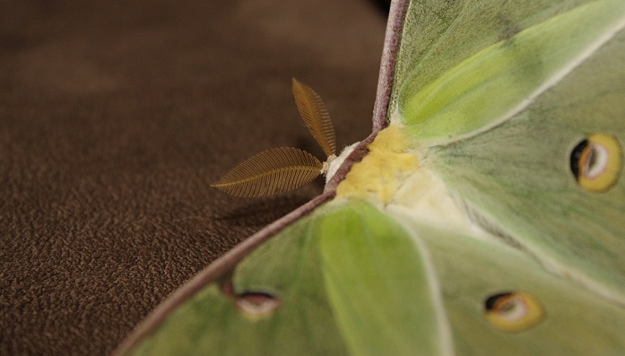 Luna Moth Meaning And Symbolism