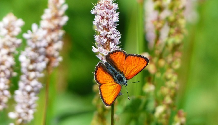 Orange Butterfly Meaning And Symbolism