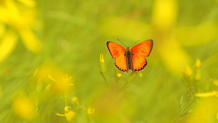 Orange Butterfly Meaning And Symbolism