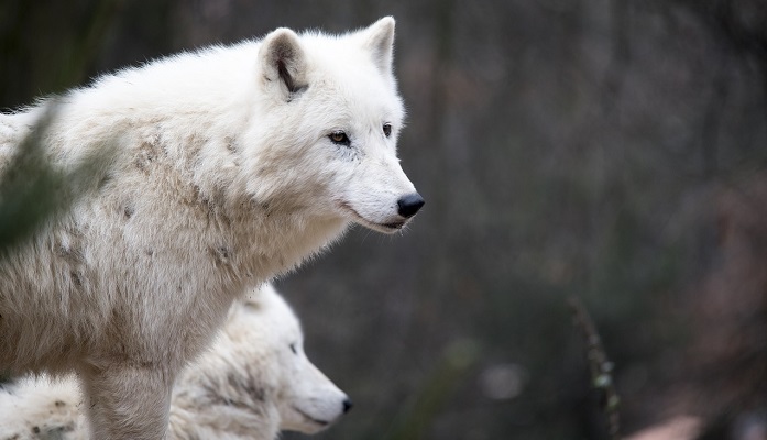 White Wolf In Dream Meaning And Symbolism