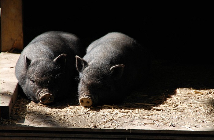 black-pig-in-dream-meaning-and-symbolism