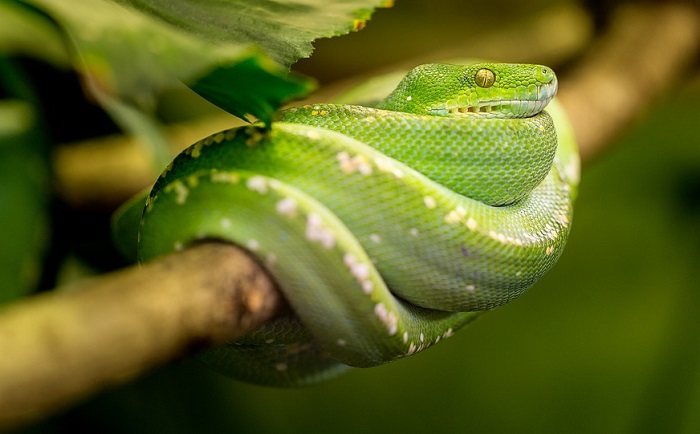 Green Snake Dream Znaczenie I Symbolika ISO Standards