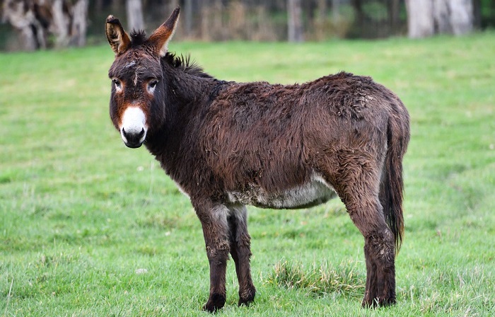 Donkey – Dream Meaning and Symbolism - Dream Astro Meanings