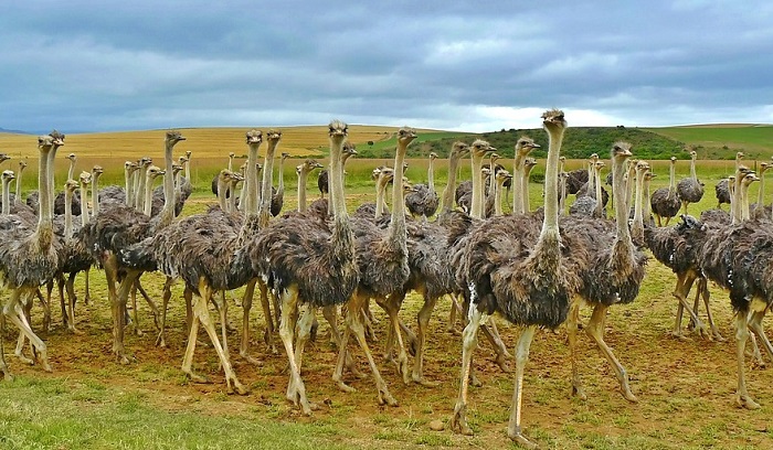 Ostrich – Dream Meaning And Symbolism