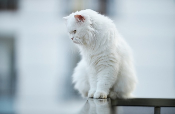 White Cat in Dream Meaning and Symbolism